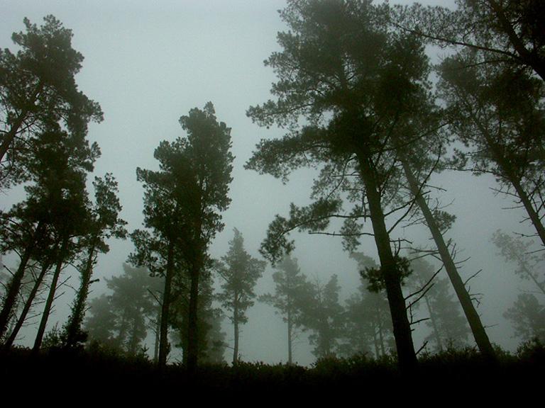 Sombras nada mas.jpg